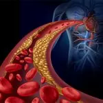 Hart en bloedvaten
