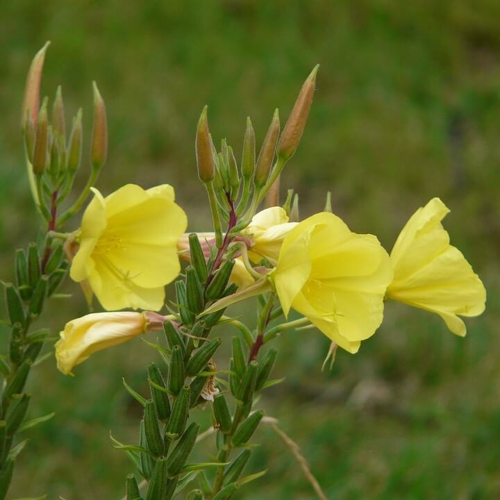 evening primrose oil (omega-6 GLA)